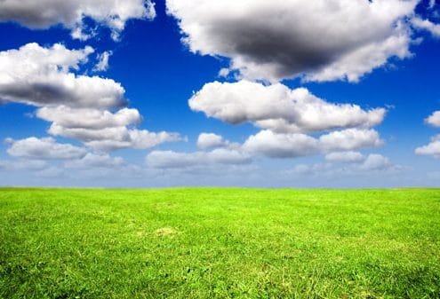 field of grass
