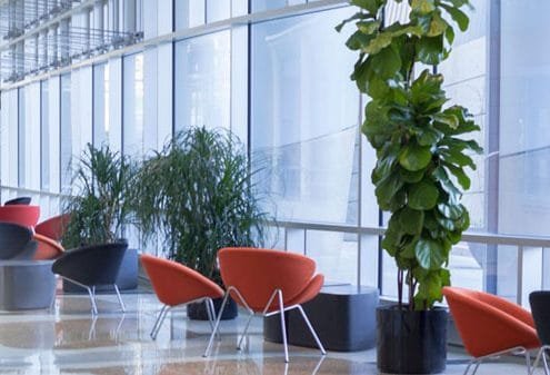 plants office Shine Facility Services