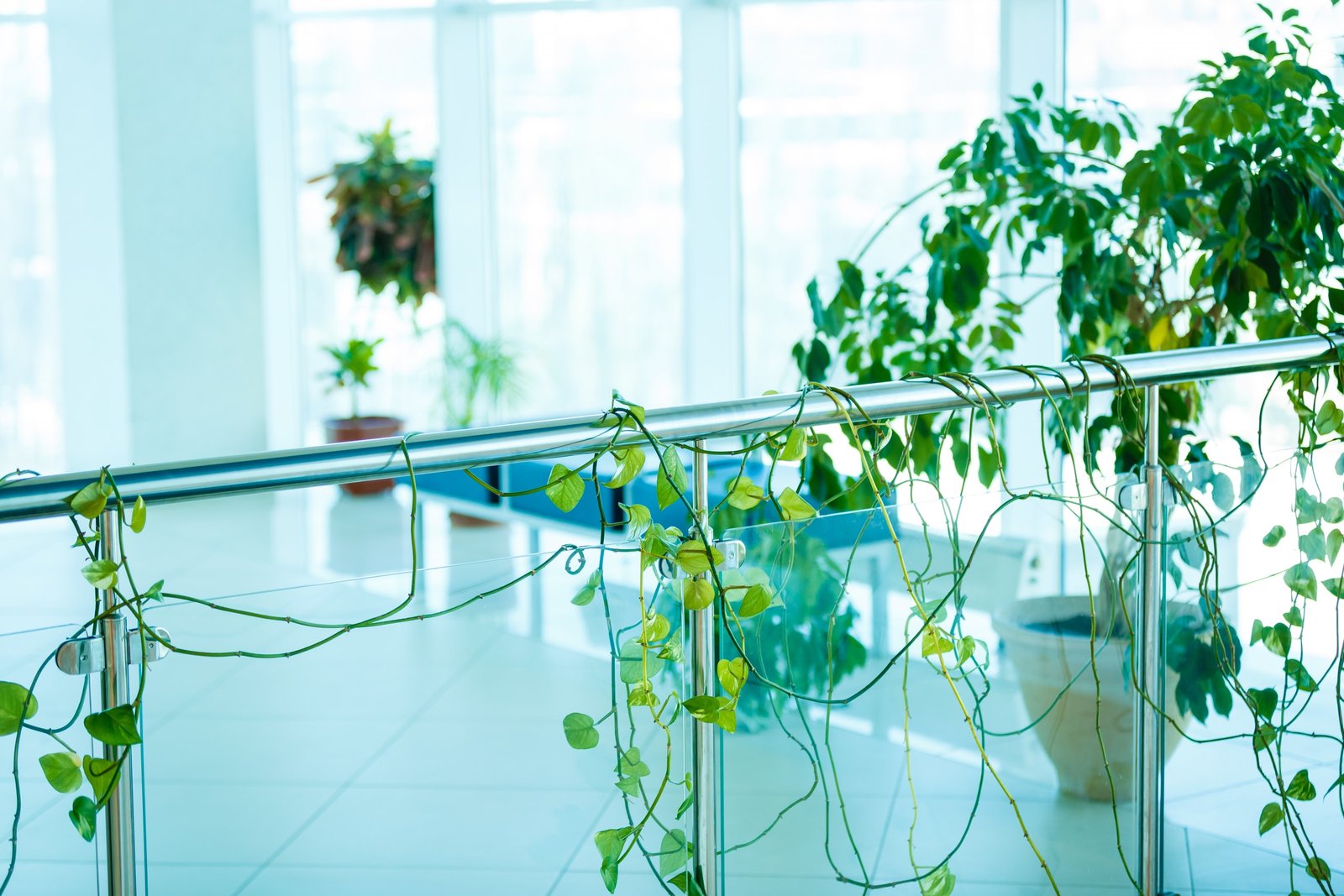 Indoor plant with vines draped across a railing.